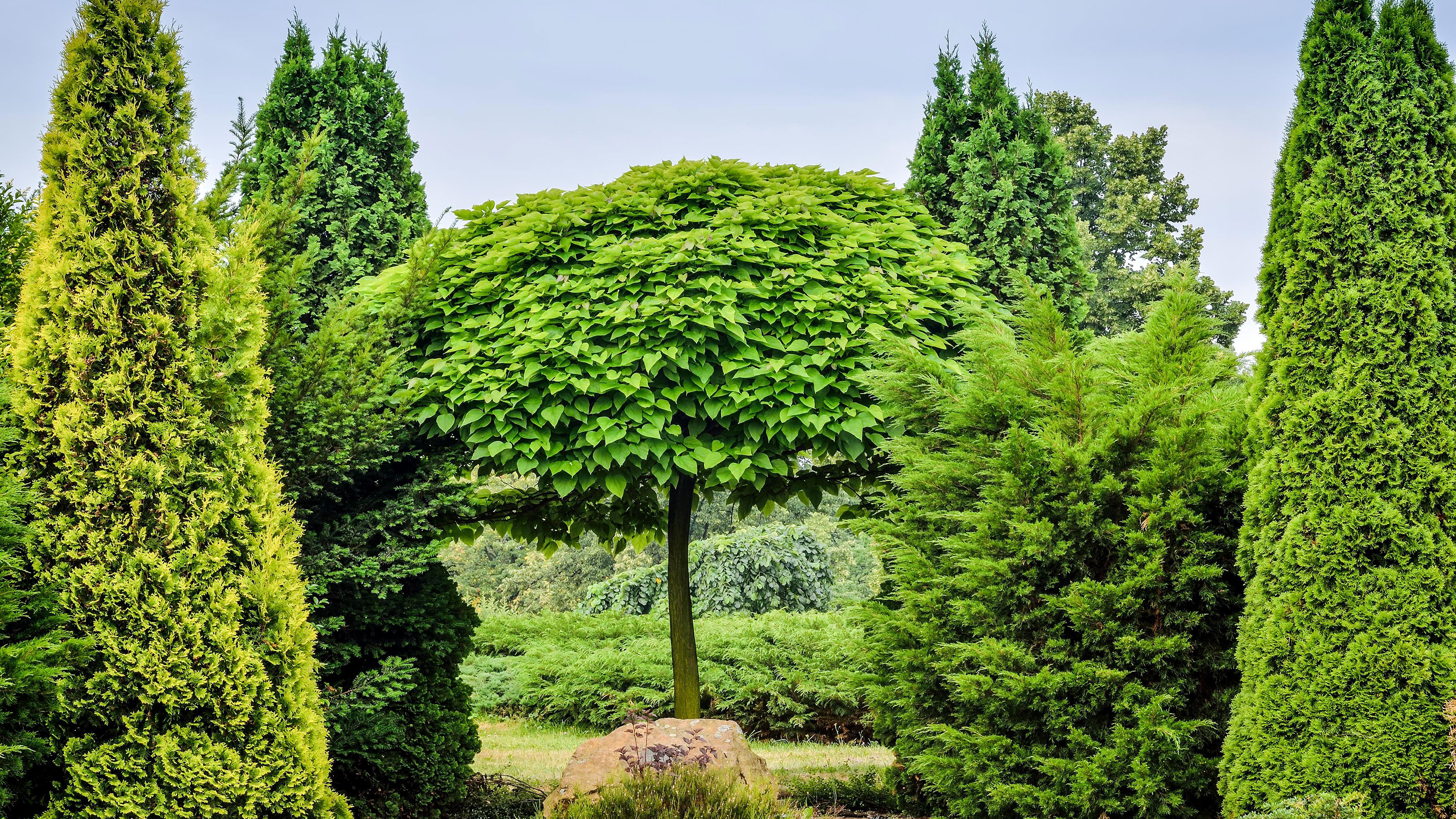 Beautiful mature tree in a UK garden